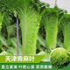 
Tianjin Daqingheat Green Leaf Cabbage Seeds, Autumn vegetables with high yield and disease resistance, Chinese cabbage seeds, high tubes, old cabbage, new seeds, Tianjin Qingheat Leaf Seeds [Recommended] Selected 10 packs, about 15,888 pills