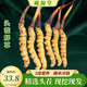 Tibets authentischer frischer Cordyceps sinensis aus großer Höhe 2025, authentischer frischer Cordyceps sinensis der ersten Ernte wird Ältesten als erste Wahl für Führungskräfte gegeben. Frischer Cordyceps 0,6–0,7 g/Wurzel, 10 Wurzeln