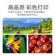 东芝（TOSHIBA）FC-2020AC/2021AC A3彩色多功能一体机 打印机 双面打印复印扫描 新款2021AC 单纸盒+输稿器