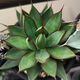 Qiuying Agave Taki Lei