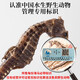 Qi Xiaofeng Haima Medizinische Materialien [CAWC -Zertifizierung] Große Seepferdchen männliche und weibliche ein Paar Trockenwaren Haima Hailong Kombination Wein Medizinmaterialien 1 Paar 2 (insgesamt mehr als 10 g)