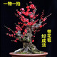 The strong fragrance of red plum blossoms in spring, winter plum blossoms and tree seedlings, indoor potted red plum blossoms and green plum blossoms and winter plum blossoms, winter plum blossoms and winter plums, winter plum blossoms and winter plums, winter plum blossoms and winter flowers and plants, 6 years of longevity crown begonia [with shape]