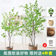 Flower e-flow simulation hanging bell tree horse drunken wood plant clothing store bionic fake green plant decoration potted indoor living room floor-standing ornaments 1.6m single pole + cement basin