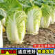 Chinese cabbage seeds are cold-resistant and can be sown in autumn. Cabbage seeds are easy to grow in outdoor fields. Shandong cabbage vegetable seeds. Fengkang 80 cabbage seeds. 1 pack, about 1,000 seeds.