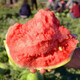 Long-cultivation lazy man watermelon seeds extra large seedless 8424 watermelon seedlings super sweet southern unicorn watermelon fruit and vegetable seeds lazy man watermelon seeds 200 hybrids