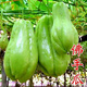 Chayote seeds, early maturing extra large chayote vegetable seeds, climbing vine saplings, potted perennial plant melons, 100% new chayote seeds, recommended, 5 packs, about 125 capsules