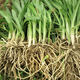 Guizhou local specialty authentic stone leek, large broad-leaf leek, Guanyin giant leek, wild broad-leaf potted leek root, 30 medium seedlings, dug with mud, no pots included, guaranteed to arrive fresh