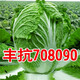 Chinese cabbage seeds are cold-resistant and can be sown in autumn. Cabbage seeds are easy to grow in outdoor fields. Shandong cabbage vegetable seeds. Fengkang 80 cabbage seeds. 1 pack, about 1,000 seeds.