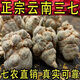 Jingqingyuan, Yunnan Wenshan Chun Sanqi Sélection, Sanqi Head, classe extra classe authentique Tianqi authentique Chunqi 20 têtes, 30 têtes, 10 têtes (8 têtes, 500g) Sanqi King Sélection, envoyez le tout (veuillez laisser un message si vous avez besoin de faire de la poudre et de le trancher)