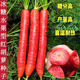 Rock sugar fruit carrot seeds farm sweet crisp fruit radish seeds summer and autumn garden planting vegetable seeds original factory packaging 5 packs about 4000 capsules