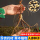 Changbai Mountain ginseng seeds, wild ginseng seeds, easy to grow Chinese medicinal materials in all seasons, easy to live indoor flower pots, ginseng seeds, shipped without buds, 1 bag of selection, about 52 capsules