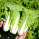 Beishu cream fast vegetable seed seedlings spring cabbage vegetable seeds Zhuo crisp fast whipped cream fast vegetable seeds about 500 pieces