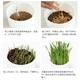 Huanpet.com cat grass potted seed set, lazy canned hydroponic soil culture, cat snacks, cat hair balls, catnip