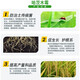 2 billion Trichoderma harzianum microbial fertilizer for ginseng to prevent root rot, gray mold, powdery mildew, dead seedlings and rotten roots 5 billion content 50Jin Jin equals 0.5kg barreled