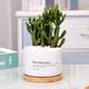 Jianshe Succulent Plant Potted Meat Office Desktop Novice Small Set Meal Green Plant Flower Cactus with Potted Diy Scenery Ten Premium Succulent Random + Long Wooden Basin + Nutritional Soil