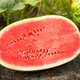NONGZHIZI Xinong No. 8 Watermelon Seeds Large Watermelon Extra Large Fruit and Vegetable Seeds Suitable for the South Authentic Xinong No. 8 Watermelon Seeds 30 capsules x 5/medium ripe