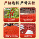 
Tongrentang Red Wolfberry Ningxia Zhongning New Product Original Large Grain Free Washing Wolfberry Tea Red Wolfberry No Sulphur Non-Sulphur No Sulphur Tonic In Season No Smoked [460g] 2 Cans