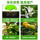 3% sodium nitrate, sodium nitrophenolate, vegetable tomato plant growth regulator, general pesticide, flower promotion and fruit preservation 500ml