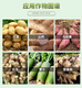 Choline chloride 60% wheat garlic onion sweet potato peanut potato ginseng medicinal ginger underground rhizome expansion agent 500ml 1 bottle