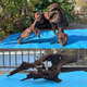 Large sinking wood 60-80cm fish tank landscaping ornaments Large tree stump dragon fish tank arch bridge sinking wood aquarium boutique khaki 16857 has been cooked in seconds