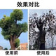 Cyclazinone tree killing powder, dead tree removal, big tree root rot agent, strong killing big tree special medicine, gardening fertilizer, dead tree, 1 barrel special type