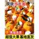 Fish in seven seconds Sichuan Wudaoyu Orange, Whole box of rakes oranges, 9Jin[Jin equals 0.5 kg] Extra large fruit single fruit 85-90MM