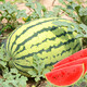 Dayu Lazy Man Watermelon Seed Seedlings Extra Large Suitable for Early Maturing Lazy People in the South 8424 Kirin Melon Meidu Seedless Fruits and Vegetables Lazy Man King Watermelon Seeds 50 capsules + 1 pack of fertilizer