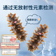 Fukouju Dalian ready-to-eat sea cucumber 2Jin Jin equal to 0.5kg 28-32 pieces OCC nourishing cost-effective sea cucumber gift box