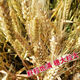 Zhengmai 9023 wheat seeds have short stems, large ears, early maturity, disease resistance, cold resistance and lodging resistance, and can be used as cat food. Zhengmai 9023 unpacked. Two Jin Jin equals 0.5 kg.