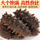 Royal Kirin Ready-to-eat sea cucumber Ready-to-eat Dalian sea cucumber single package Liao sea cucumber dry sea cucumber aquatic product gift box net content 500g 7A ready-to-eat sea cucumber 31-50 pieces/Jin Jin equals 0.5 kg Two Jin Jin equals 0.5 kg Best-selling pack