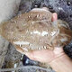 [Spot] Seafood Song seafood gift box set New Year's goods gift gift seafood gift pack abalone seafood gift box 698