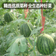 Fengming Yashi gift small watermelon seeds early maturing greenhouse four-season seeds thin-skinned yellow-flesh ice unicorn watermelon seeds 50 capsules