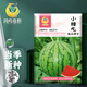 Fengming Yashi potted small watermelon seeds, early-maturing watermelon seeds, thin skin, few seeds, red flesh watermelon, small sugar pills, 10 seeds
