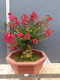 Hermosa fruta casada Flor roja Cruciferum ¡Pila antiguo Bonsai Red Rocket cien días Balcón Rojo Balcón Jardín Flor Flora de injerto Flor roja 679 bien con planta en maceta
