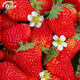 Shouhe Cream Strawberry Seeds Indoor Four Seasons Winter and Spring Potted Cream White Strawberry Winter and Spring Sowing Seeds Four Seasons Strawberry Seeds 200 capsules/bag