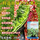 Guangzhou Qiannong Academy of Agricultural Sciences Youlu 702 cabbage heart vegetable seeds autumn winter spring high yield beet core seeds Youlu 70 days cabbage heart 200g medium mature pointed leaves 1 bag