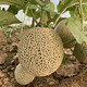 Zhongke Maohua Melon Fruit Seeds Zhongke Mi No. 6 Hami Melon Seeds thick-skinned melons originate from Xinjiang Reticulated Melon and are resistant to transportation. Zhong Ke Mi No. 6 Hami Melon Seeds 50 capsules