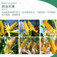 Guoguang Yubishi corn dwarf and abundant package amine fresh ethephon control growth and shrinkage growth regulator 55g*1 set 55g*5 set