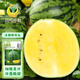 Fengming Yashi gift small watermelon seeds early maturing greenhouse four-season seeds thin-skinned yellow-flesh ice unicorn watermelon seeds 50 capsules