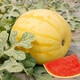 Dayu yellow skin and red flesh watermelon seeds seedlings extra large watermelon with yellow heart and yellow flesh, extra sweet and early maturing fruit seeds suitable for the south Jinlinglong watermelon seeds 20 pieces yellow skin and red flesh