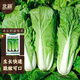 Beishu cream fast vegetable seed seedlings spring cabbage vegetable seeds Zhuo crisp fast whipped cream fast vegetable seeds about 500 pieces