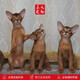 The Abyssinian cat kitten purebred pet cat Ancient Egyptian imperial cat home with ideal pet competition grade [Boutique Abyssinian cat]