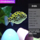 Puffer fish ornamental fish submarine small zebra doghead fish freshwater chocolate doll pet experience angry puffer fish food apple snail 15 pcs