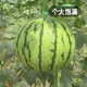 Fengming Yashi gift small watermelon seeds early maturing greenhouse four-season seeds thin-skinned yellow-flesh ice unicorn watermelon seeds 50 capsules