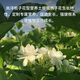 Shangyang gardenia special nutrient soil 8L gardening vegetable and flower soil planting flower granular soil organic peat soil