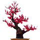 The strong fragrance of red plum blossoms in spring, winter plum blossoms and tree seedlings, indoor potted red plum blossoms and green plum blossoms and winter plum blossoms, winter plum blossoms and winter plums, winter plum blossoms and winter plums, winter plum blossoms and winter flowers and plants, 6 years of longevity crown begonia [with shape]