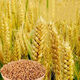 Zhengmai 9023 wheat seeds have short stems, large ears, early maturity, disease resistance, cold resistance and lodging resistance, and can be used as cat food. Zhengmai 9023 unpacked. Two Jin Jin equals 0.5 kg.