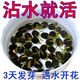 Bowl of lotus seeds, colorful hydroponic flowers, water-grown four-season lotus, lotus seeds, lotus root green water plants, mixed-color bowl of lotus seeds, budding when exposed to water, blooming in all seasons, 100% budding, 45 capsules, multi-color mixed, already opened