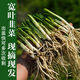 Guizhou local specialty authentic stone leek, large broad-leaf leek, Guanyin giant leek, wild broad-leaf potted leek root, 30 medium seedlings, dug with mud, no pots included, guaranteed to arrive fresh