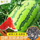 Long-cultivation lazy man watermelon seeds extra large seedless 8424 watermelon seedlings super sweet southern unicorn watermelon fruit and vegetable seeds lazy man watermelon seeds 200 hybrids